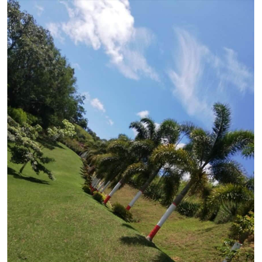 Finca "La Victoria" - Ebéjico